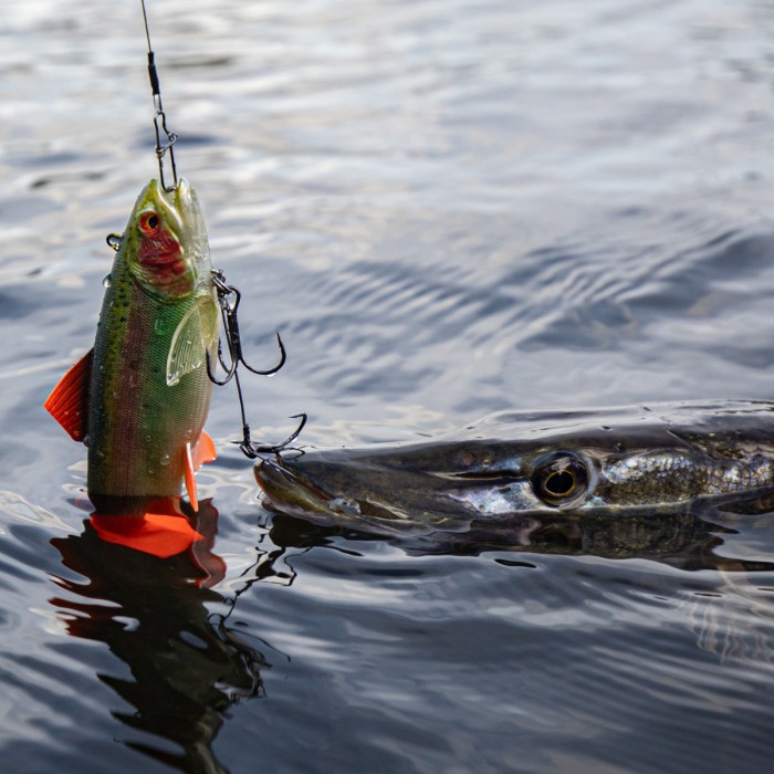 Daiwa prorex trout swimbait 18cm rainbow trout In Use 
