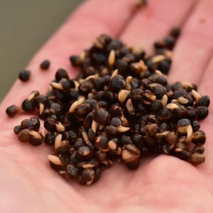 Dynamite Garlic Frenzied Hempseed 700g 1