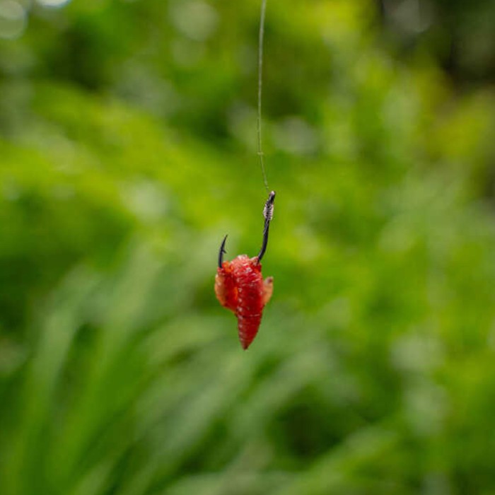 Korum Xpert Maggot Hooks In Use 2