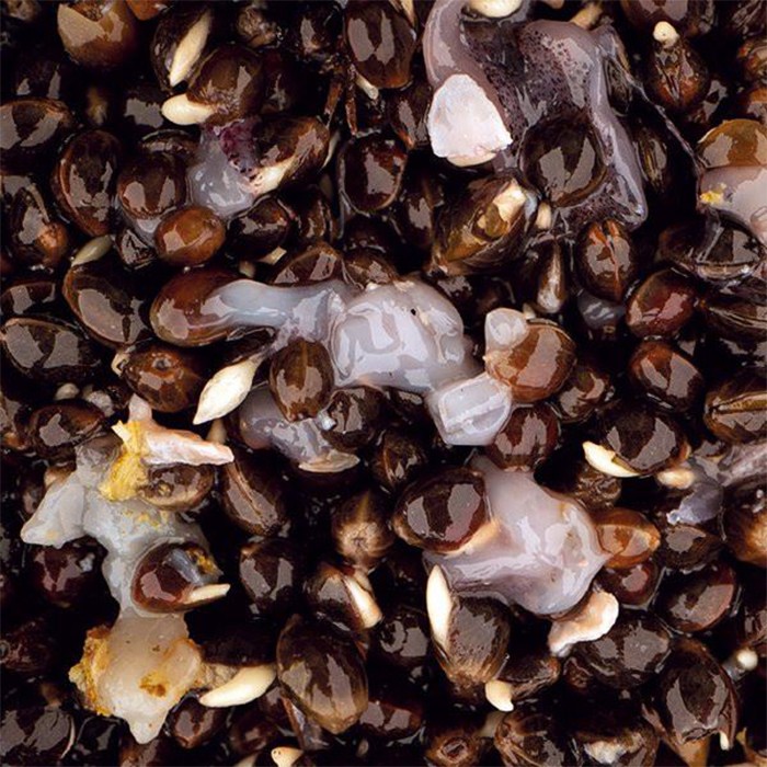 Nash Scopex Squid Fishing Hemp Close Up