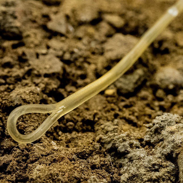 OMC Blend Fuzed QC Fishing Leader Close Up 9