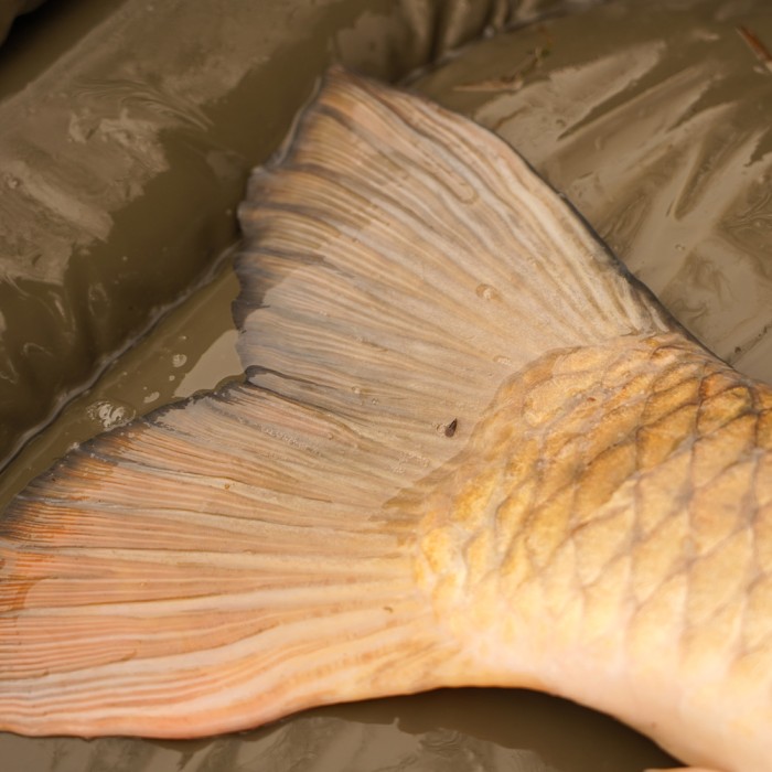 OMC Heist PB Roll Mat 6