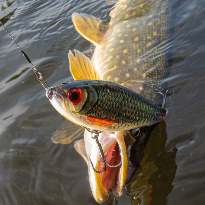 Rapala X-Rap Haku Lures 14cm Lifestyle  6