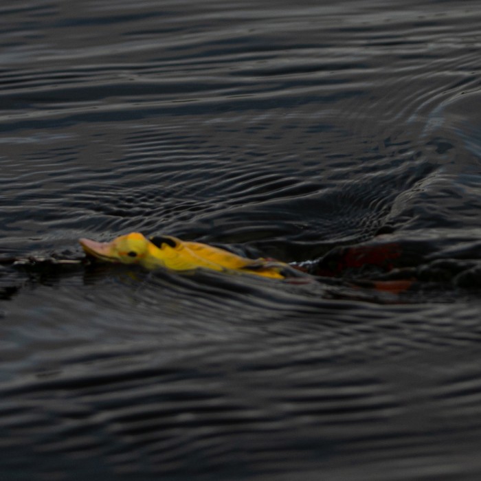 Savage Gear 3D Hollow Duckling In Use  4