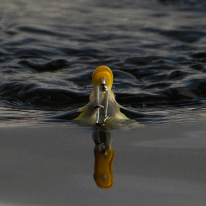 Savage Gear 3D Hollow Duckling In Use  6