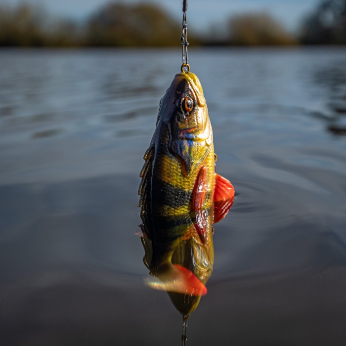 Savage gear 4D perch shad 17.5cm 75g SS In Use