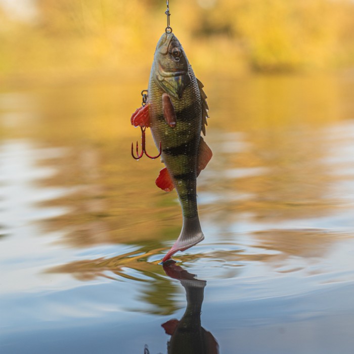 Savage gear 4D perch shad 17.5cm 75g SS In Use 5