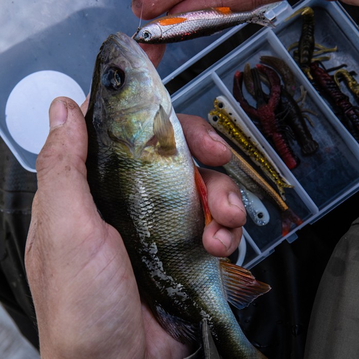 Savage Gear Dropshot Pro Pack Kit In Use 2