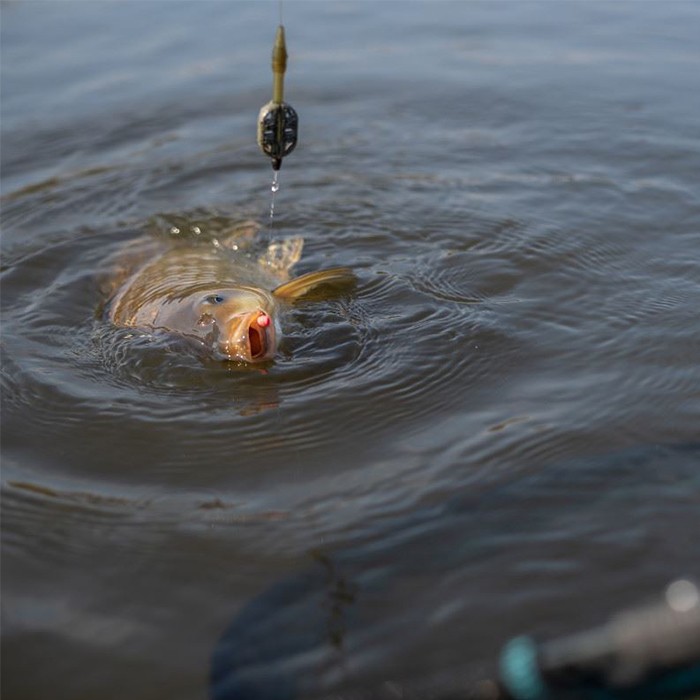 Sonubaits Micro Band'Um Fishing Wafters In Use 2