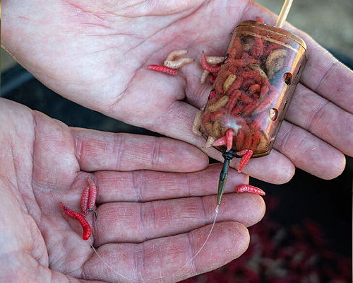 The inline Maggot Feeder Rig fully loaded 