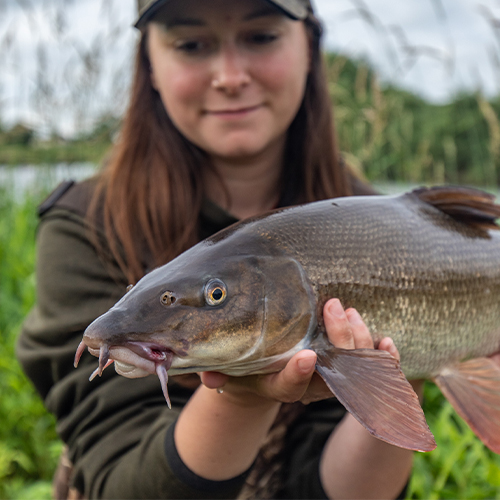 Barbel Fishing