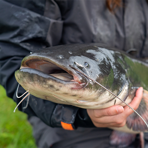 Catfish Fishing