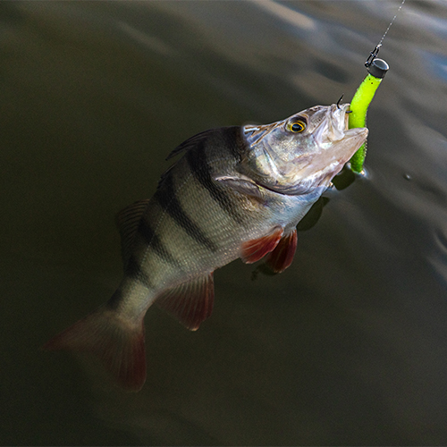 Perch Fishing