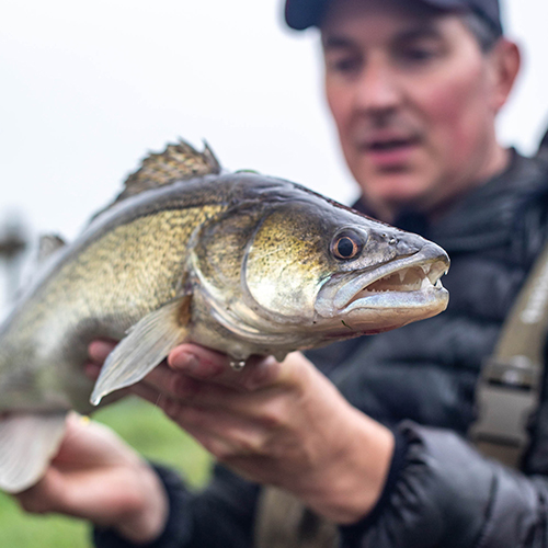 Zander Fishing