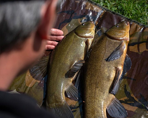 ADTV Specimen Series – Tench on the Float 4