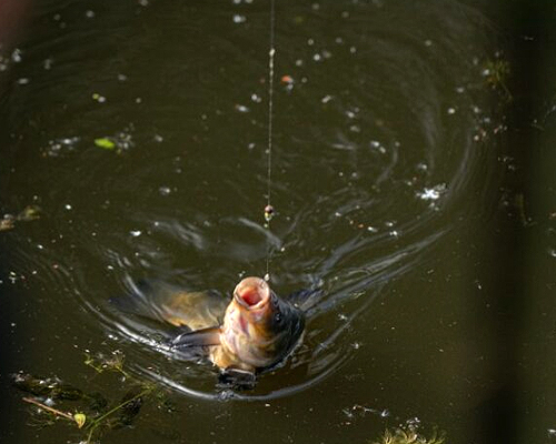 ADTV Specimen Series – Tench on the Float 2