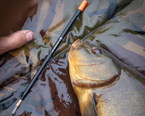 ADTV Specimen Series – Tench on the Float 6