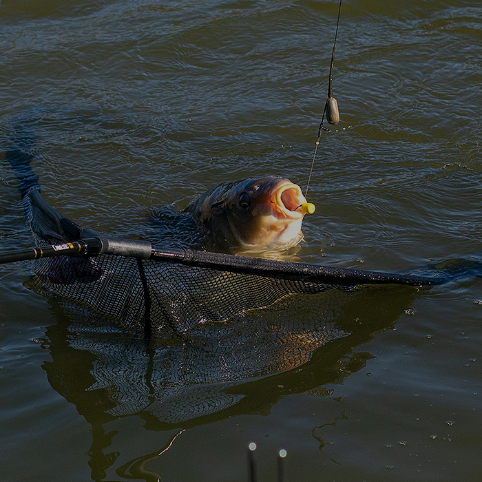 Carp Fishing Tackle Rods, Rigs, Barrows & Bait Angling Direct