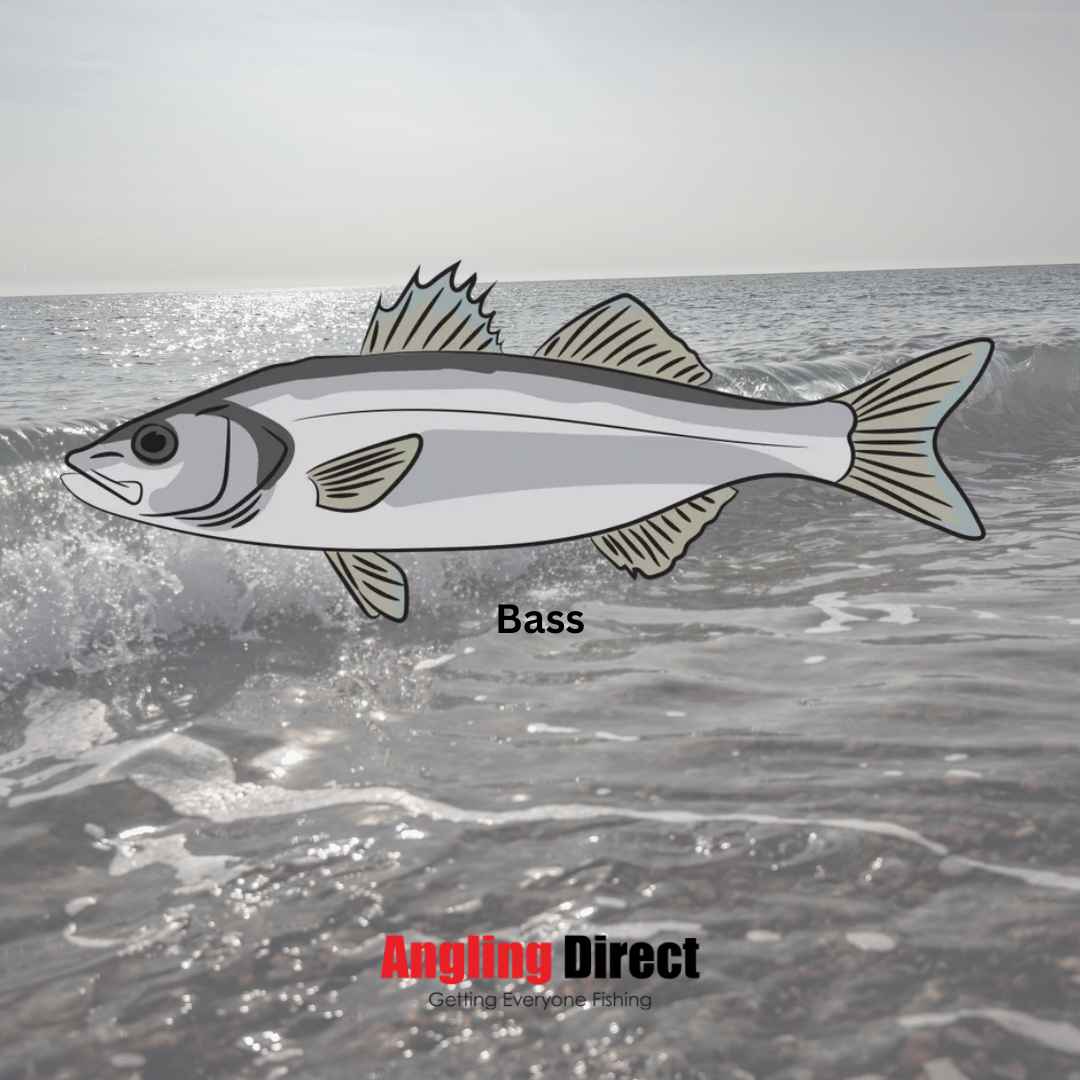 Bass Fish Species