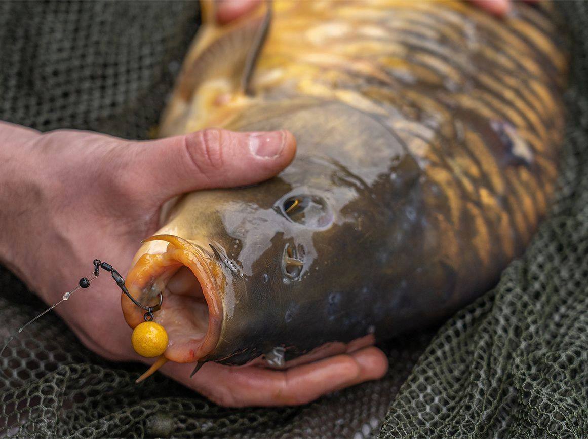 Beginners Guide Hooks