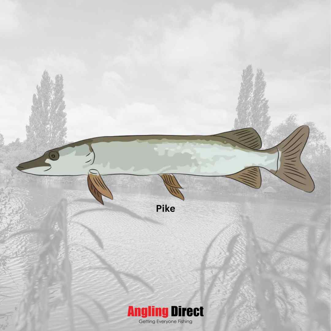 Pike Fish Species