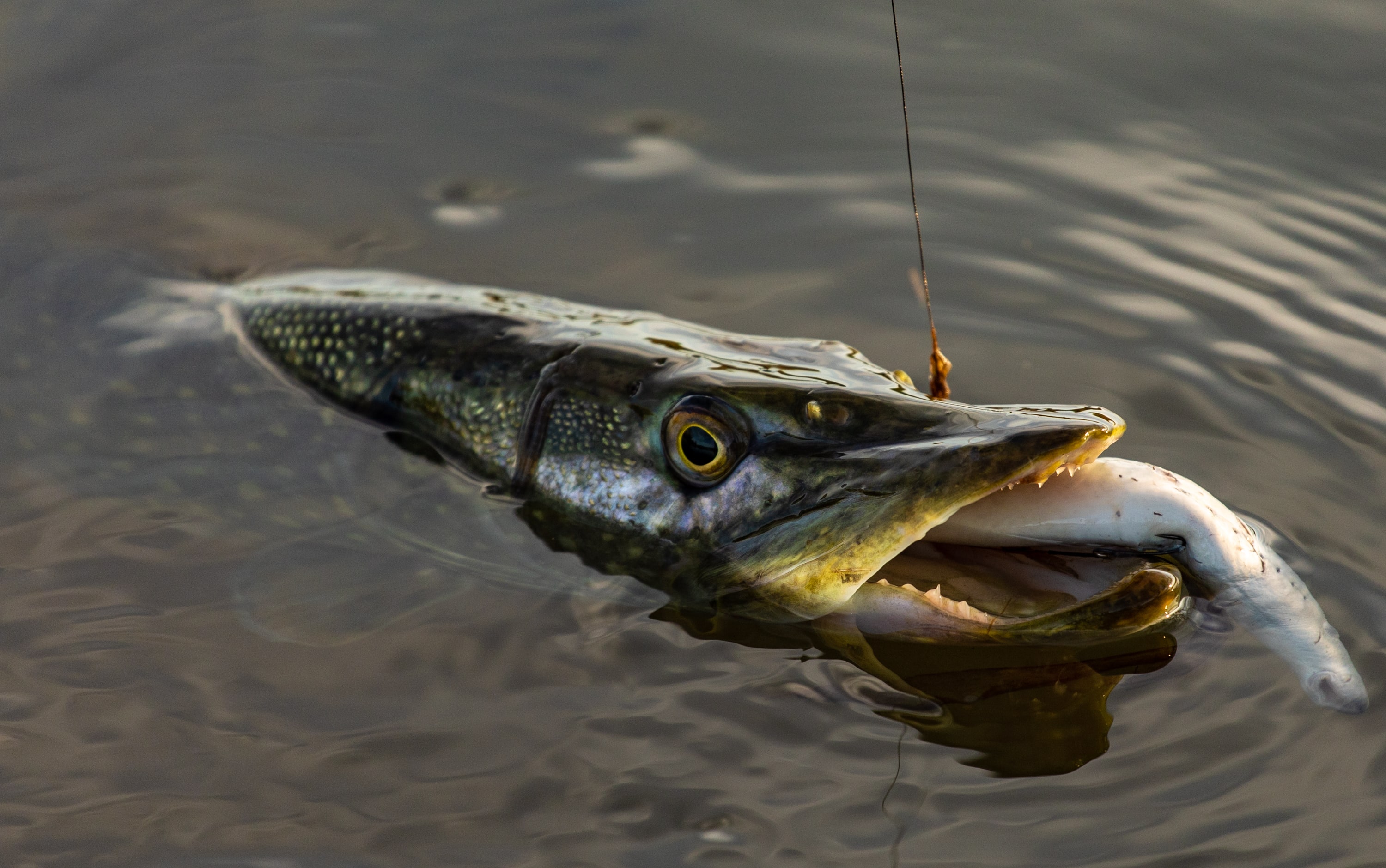 Pike Fishing Guide To Help You Catch Fish - NorfolkFishingBlog