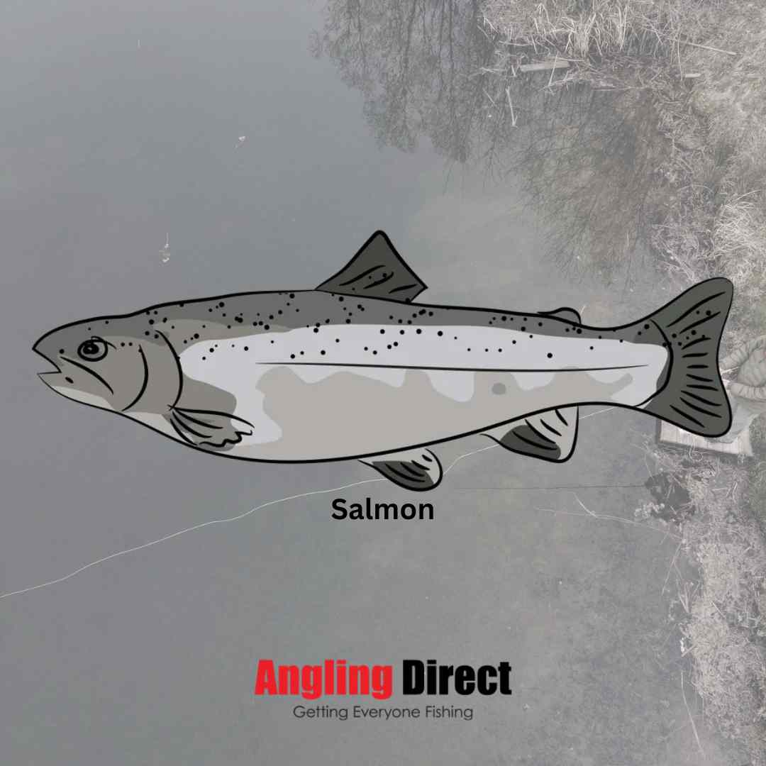 Salmon Fish Species