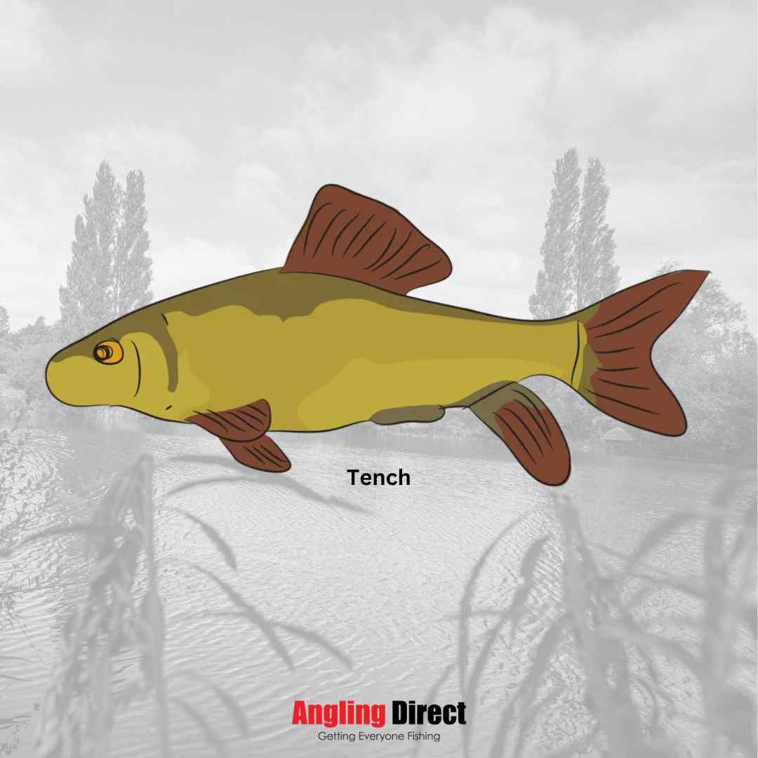 Tench Fish Species