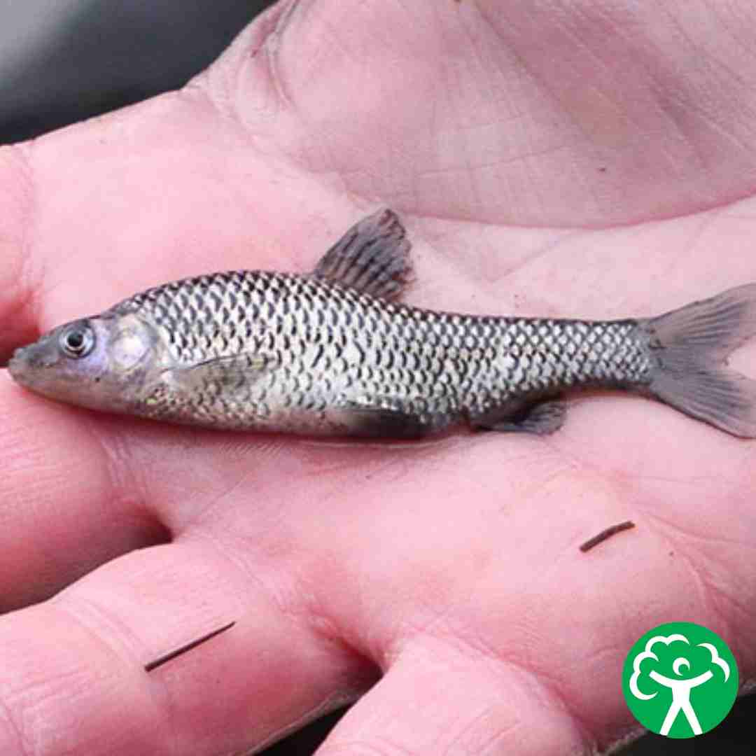 EA progress in eradicating the deadly topmouth gudgeon