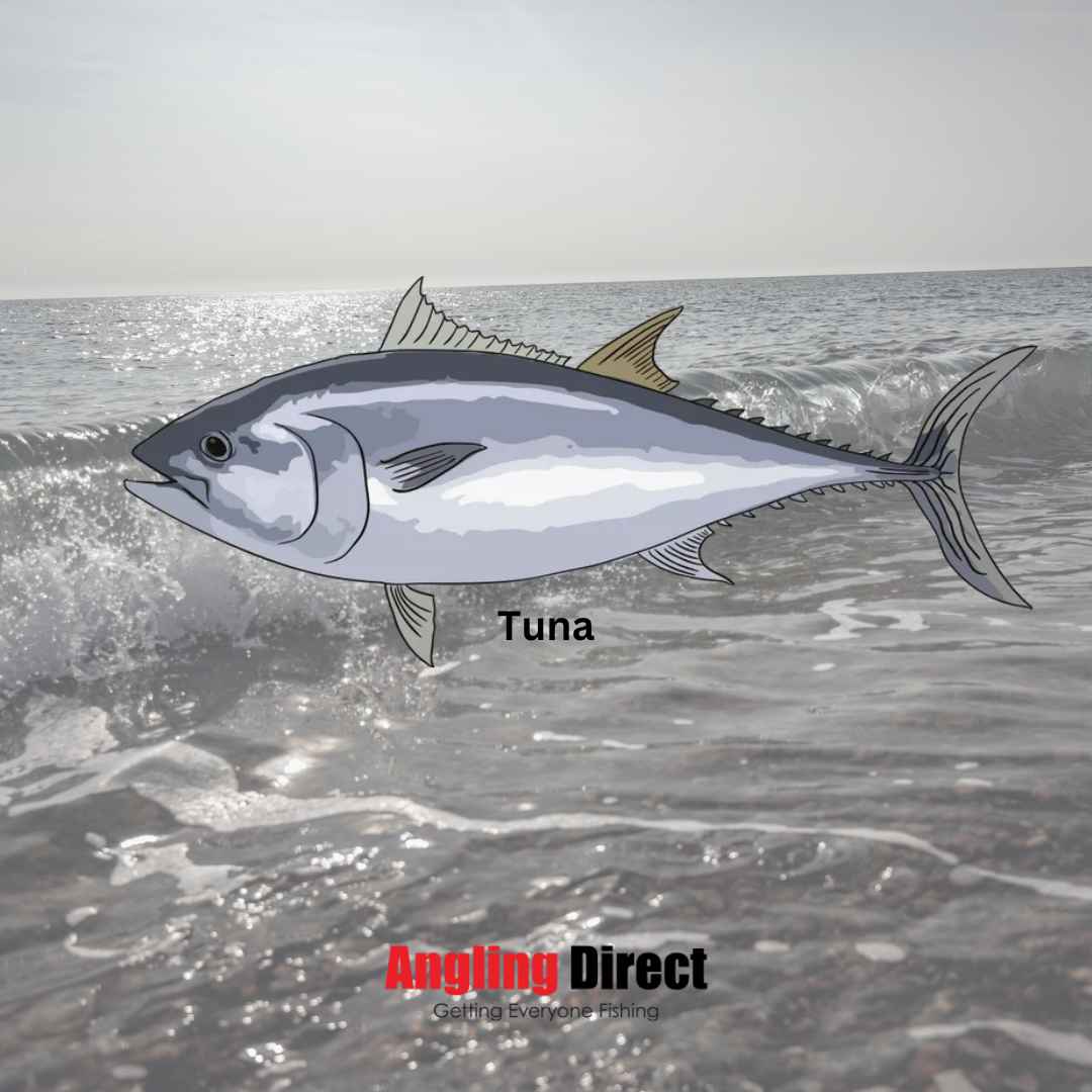 Tuna Fish Species