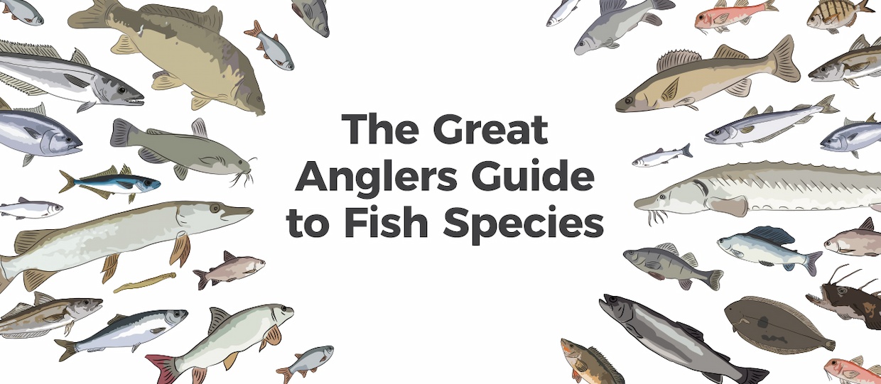 This species guide is designed as a helpful resource to anglers and anyone interested in freshwater and marine life. We have paid particularly close attention to factors like fish care and species vulnerability as well as information on habitat, behaviour and angling tips.  Over time, we will be adding new species to the guide as well as making other improvements, so we welcome your feedback and suggestions.